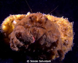 granchio facchino by Scozio Salvatore 